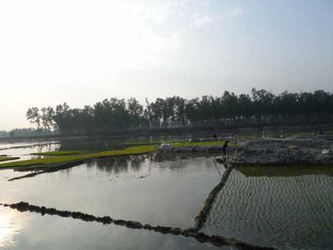 মরা নদীর বালুচরে ধান চাষ